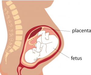 vector medical illustration  placentaanatomyfetuspregnancybabywombvaginalvaginabirthchildvectormedicalreproductivesystemhumanhealthyfemalepaintinganatomicalanticipationanusbackgroundbodyborncarecartoonclip artdrawingfiguregeneticgirlhealthillustrationisolatedkidlifeneworganpeoplepersonpinkprenatalreproductionsciencescientificsidesilhouettesymbolviewwomanShow more